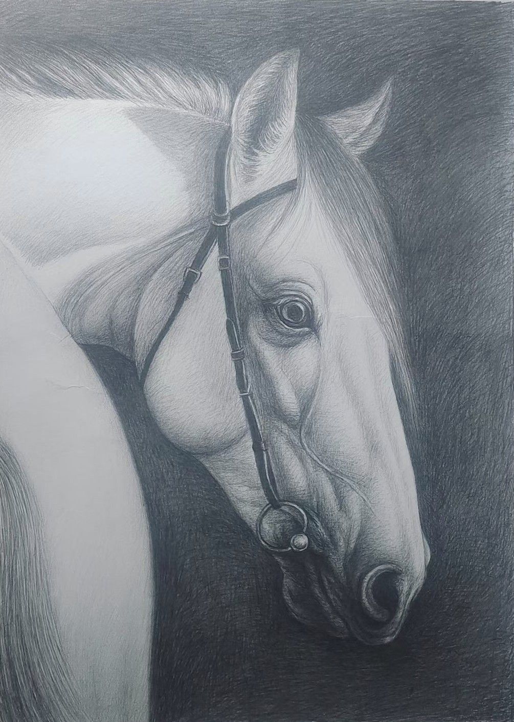 A graphite horse head with a bridle, upright ears and a softly shaded background.